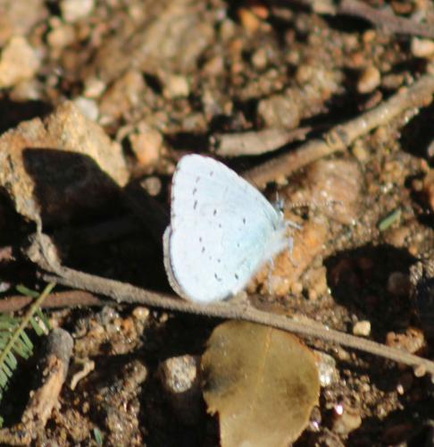Réf. 317 117 : Celastrina argiolus